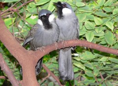  Animaux Garrulaxe  joues blanches