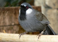  Animaux Garrulaxe  joues blanches