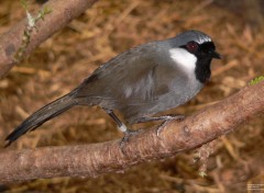  Animaux Garrulaxe  joues blanches