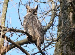  Animaux Grand-Duc d'Amrique