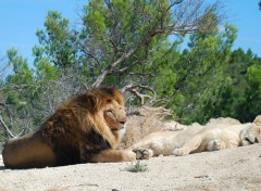  Animals A la rserve africaine de sigean !...