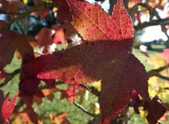  Nature rouge feuillage