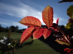  Nature rouge feuillage