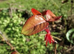  Nature rouge feuillage