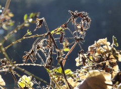  Nature après la gelée