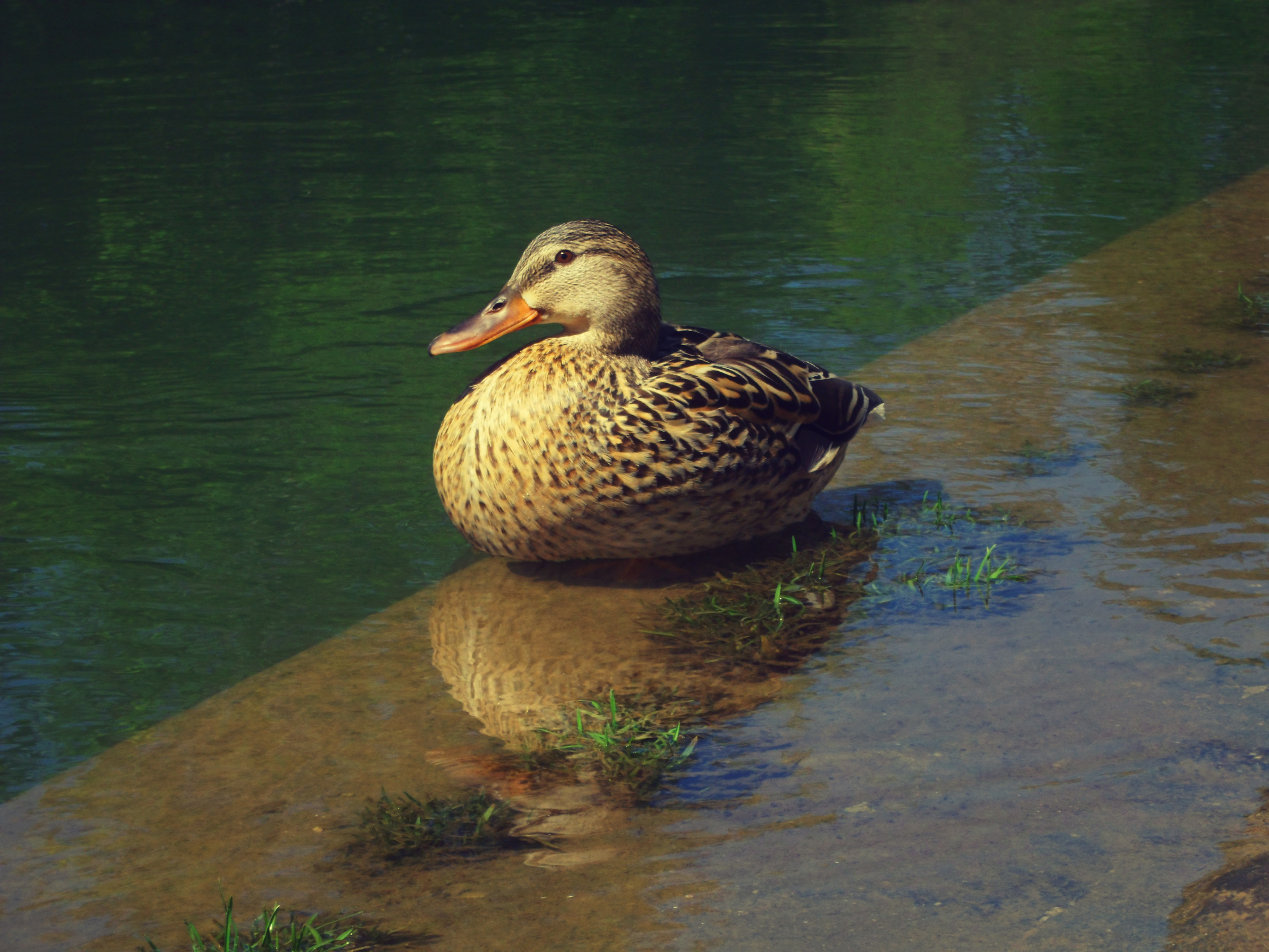 Fonds d'cran Animaux Oiseaux - Canards Canard