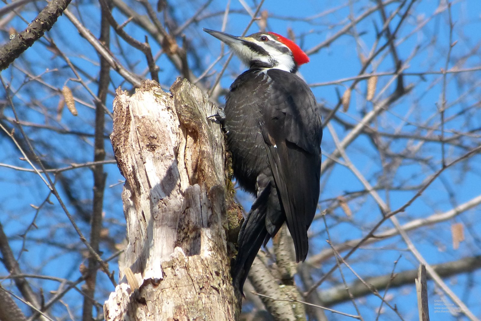 Wallpapers Animals Birds - Woodpeckers Grand-Pic