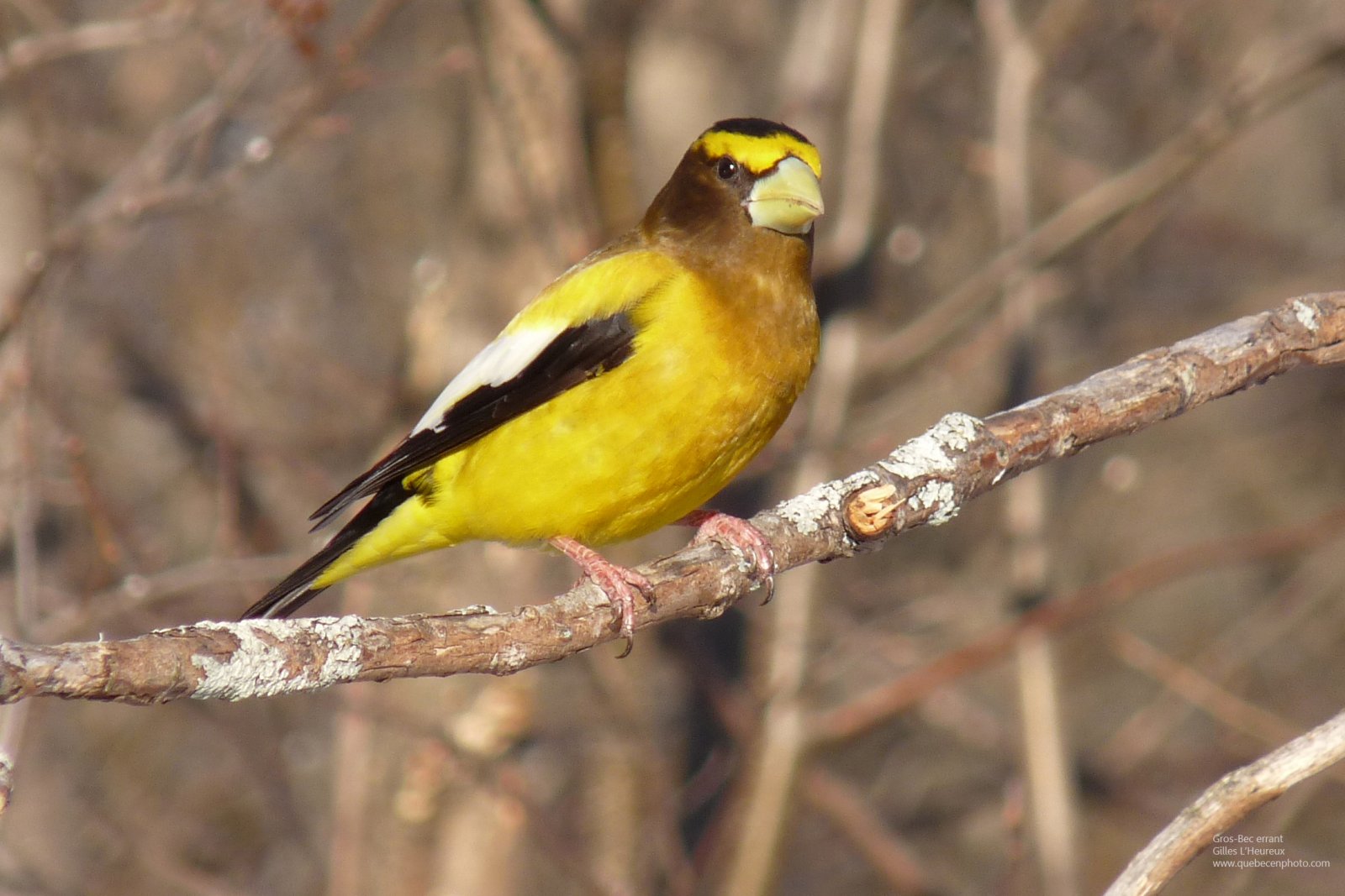 Fonds d'cran Animaux Oiseaux - Gros-becs Gros-bec errant mle