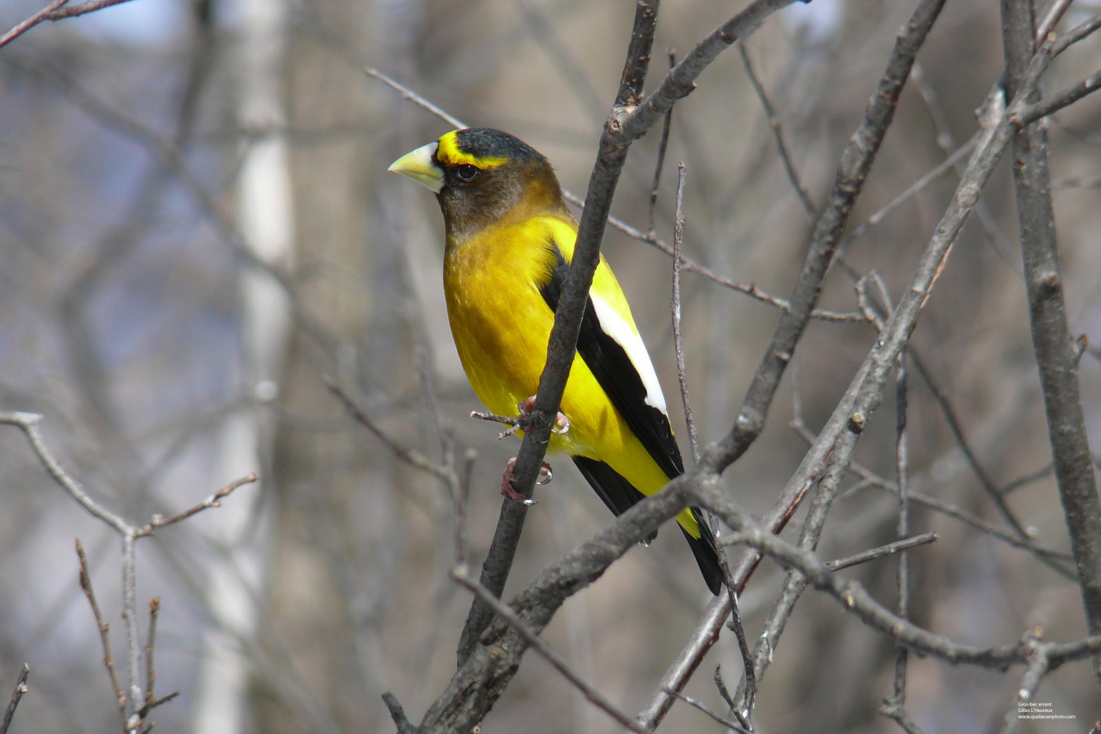 Fonds d'cran Animaux Oiseaux - Gros-becs Gros-bec errant mle