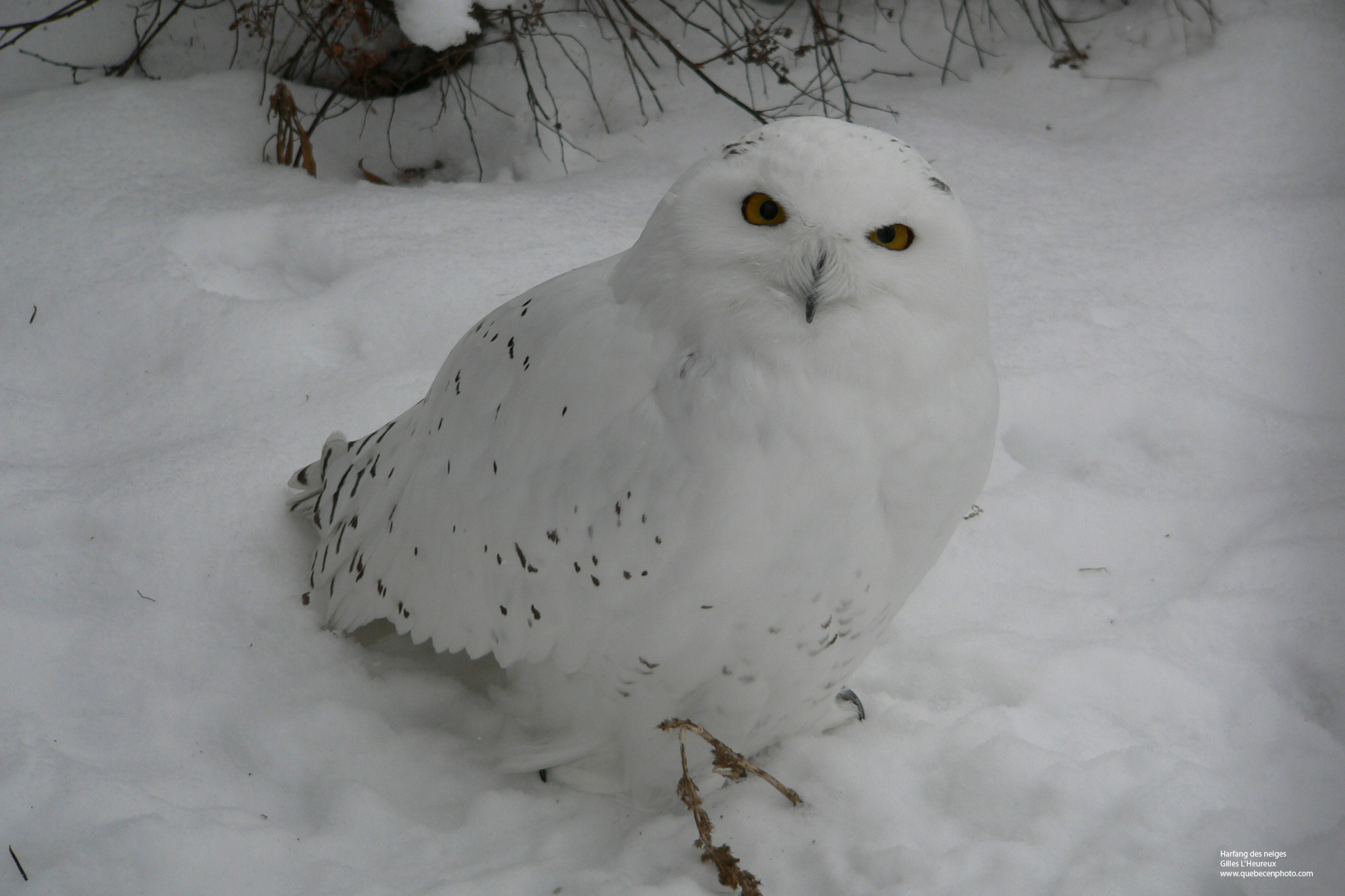 Fonds d'cran Animaux Oiseaux - Hiboux et Chouettes Harfang des neiges