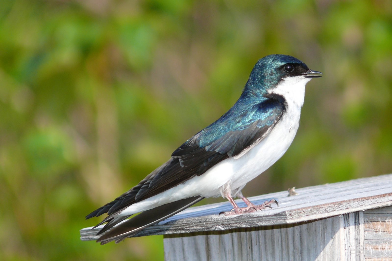 Wallpapers Animals Birds - Swallows Hirondelle bicolore