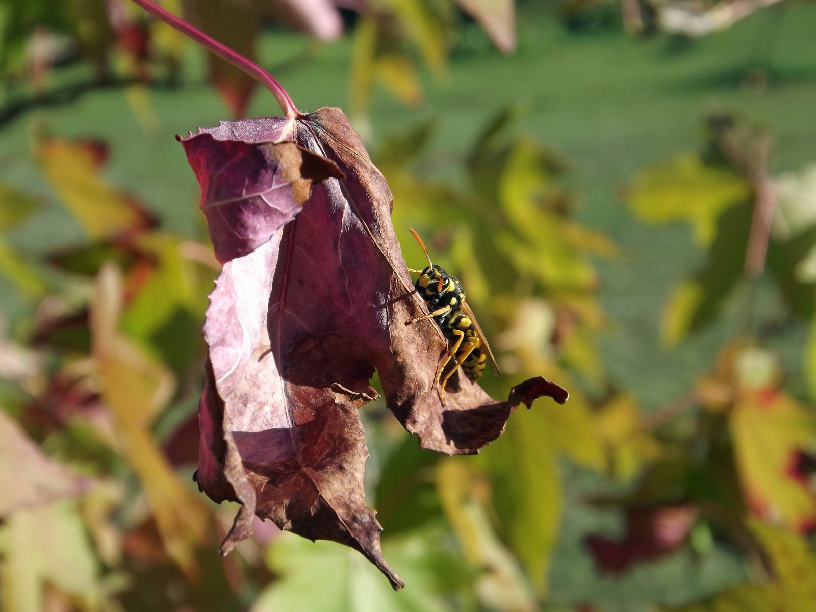 Fonds d'cran Animaux Insectes - Abeilles Gupes ... la guêpe se cramponne