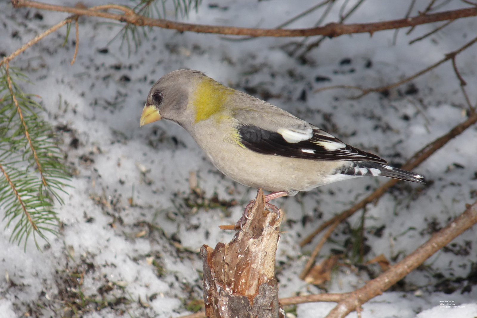 Fonds d'cran Animaux Oiseaux - Gros-becs Gros-Bec errant femelle