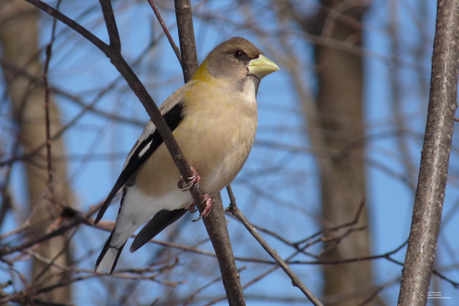 Fonds d'cran Animaux Oiseaux - Gros-becs Gros-Bec errant femelle