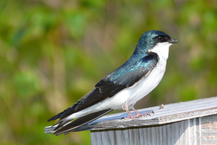 Fonds d'cran Animaux Oiseaux - Hirondelles Hirondelle bicolore