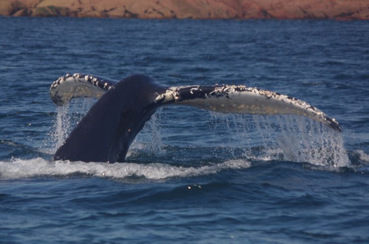 Fonds d'cran Animaux Vie marine - Baleines et Cachalots Wallpaper N320074