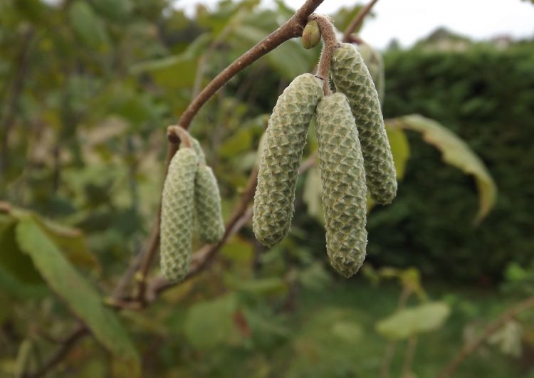 Wallpapers Nature Fruits sur un noisetier...