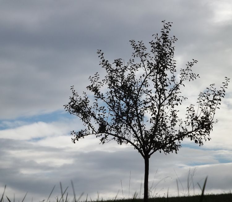 Wallpapers Nature Trees - Forests au milieu de nul part