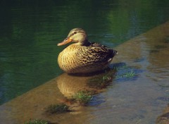  Animaux Canard