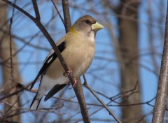  Animals Gros-Bec errant femelle