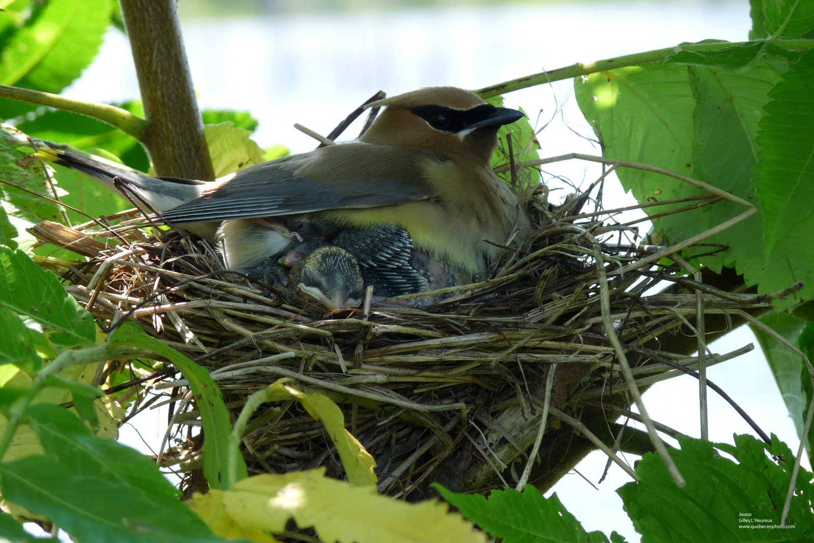 Wallpapers Animals Birds - Waxwings Jaseur d'Amérique