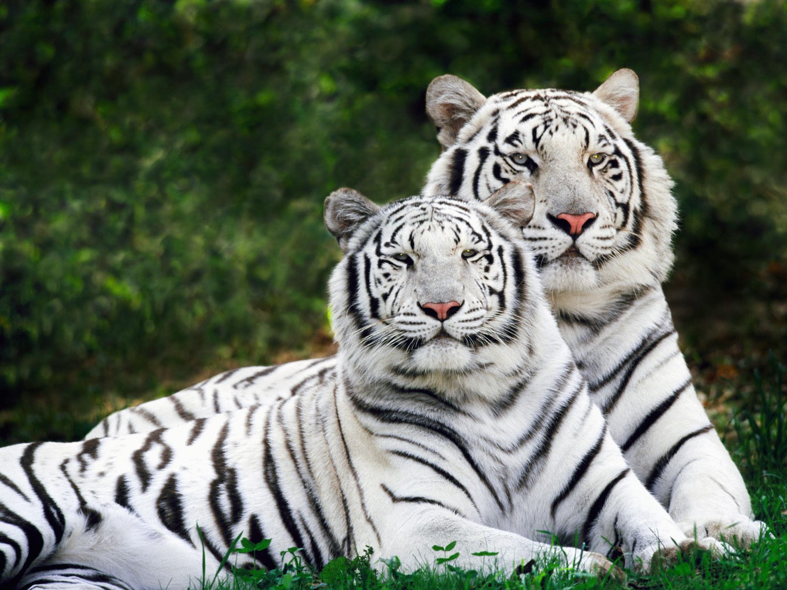 Fonds d'cran Animaux Flins - Tigres 