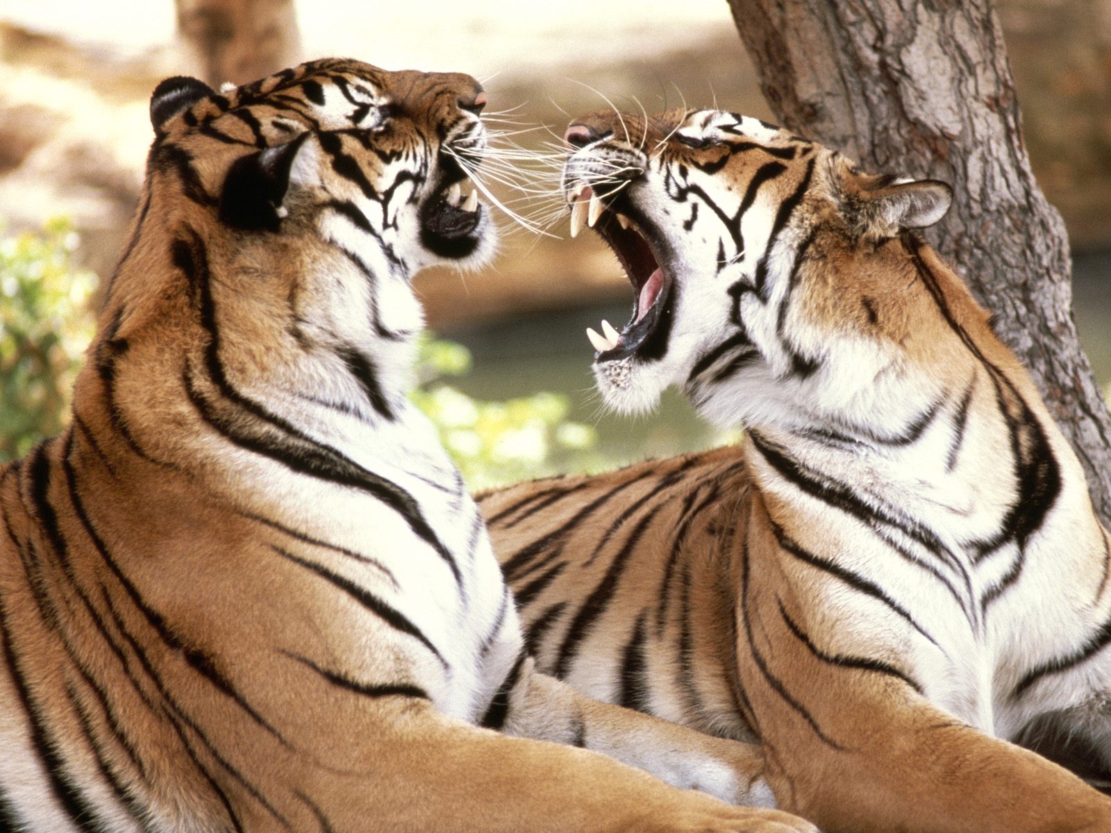 Fonds d'cran Animaux Flins - Tigres 