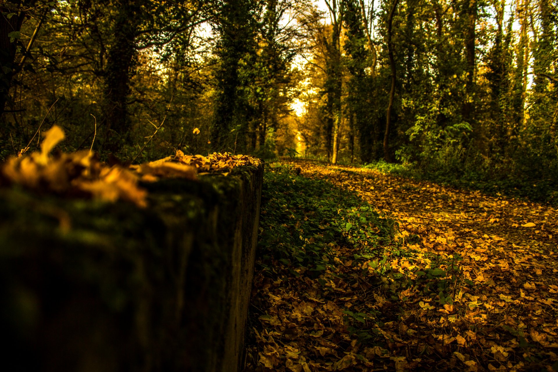 Fonds d'cran Nature Saisons - Automne 