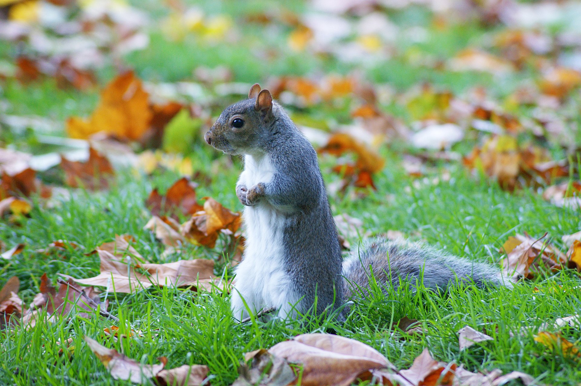 Fonds d'cran Animaux Rongeurs - Ecureuils O sont mes noisettes ?