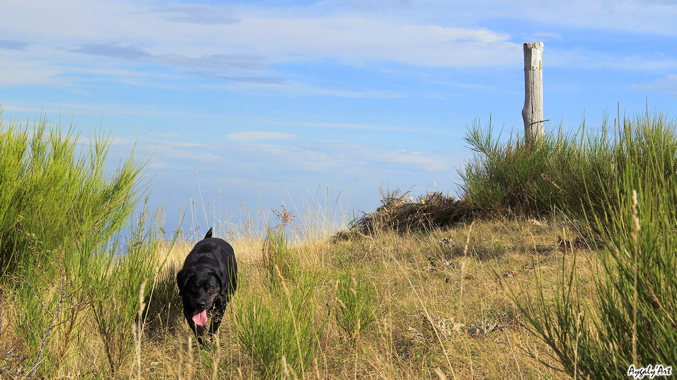 Wallpapers Animals Dogs I See You ! 