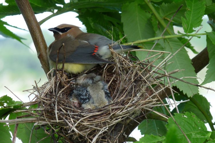 Wallpapers Animals Birds - Waxwings Jaseur d'Amrique