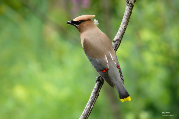 Fonds d'cran Animaux Oiseaux - Jaseurs Jaseur d'Amrique