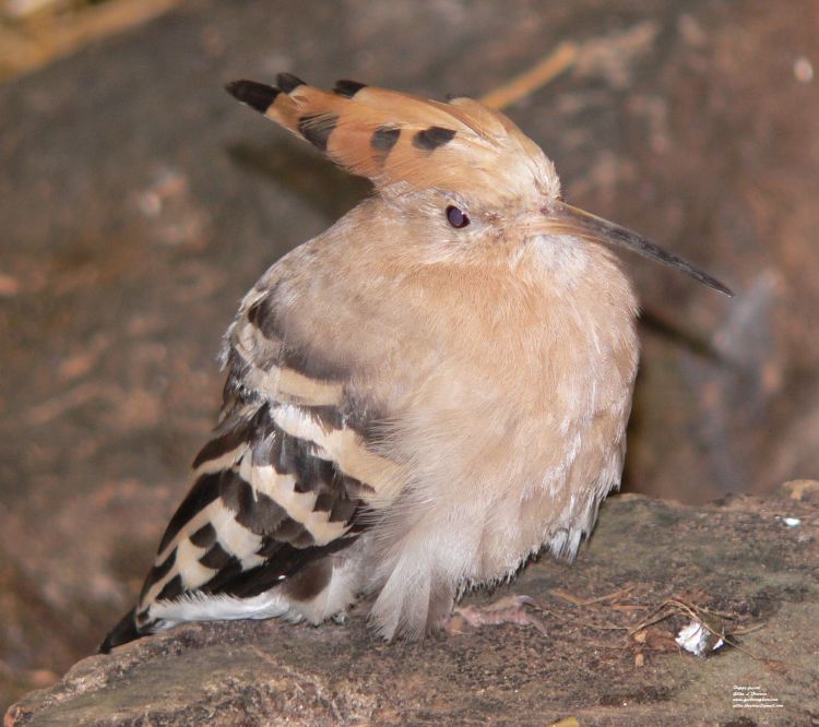 Fonds d'cran Animaux Oiseaux - Huppes Facies Huppe fascie