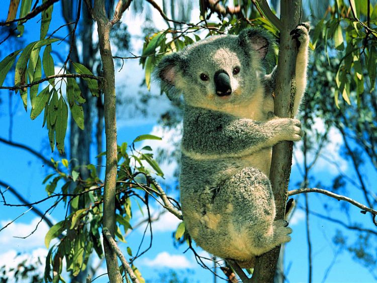 Fonds d'cran Animaux Koalas Wallpaper N320177