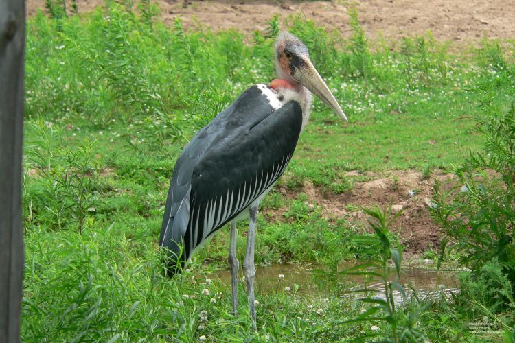 Wallpapers Animals Oiseaux - Marabouts Marabout d'Afrique