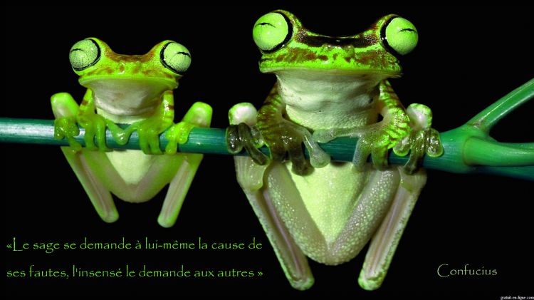 Wallpapers Animals Frogs - Toads Citations