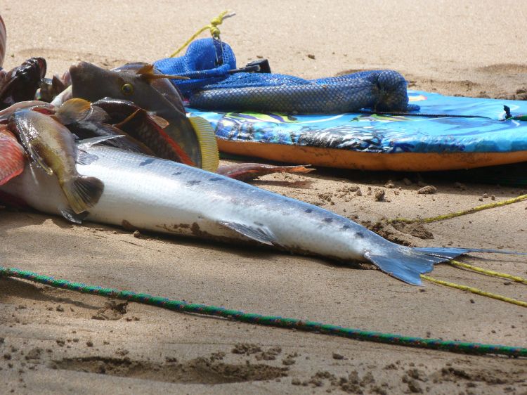 Fonds d'cran Nature Mers - Ocans - Plages Océan jour ensoleillé