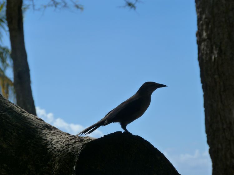 Fonds d'cran Animaux Oiseaux - Pies Oiseaux famille pies