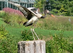  Animaux Jabiru d'Afrique