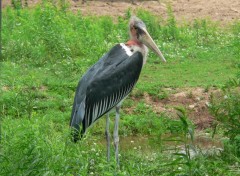  Animals Marabout d'Afrique