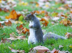  Animaux O sont mes noisettes ?