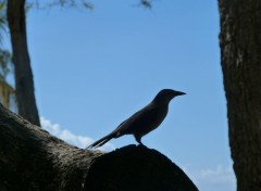  Animaux Oiseaux famille pies