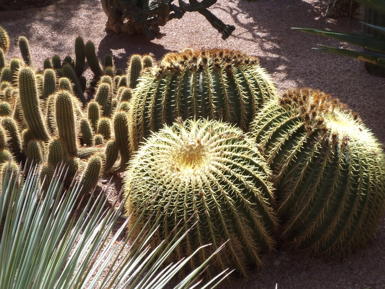 Wallpapers Nature Cactus jardin Majorel a Marrakech