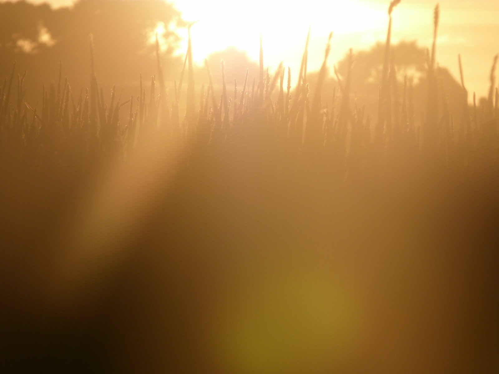 Wallpapers Nature Herbs Lune et soleil