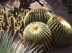  Nature jardin Majorel a Marrakech