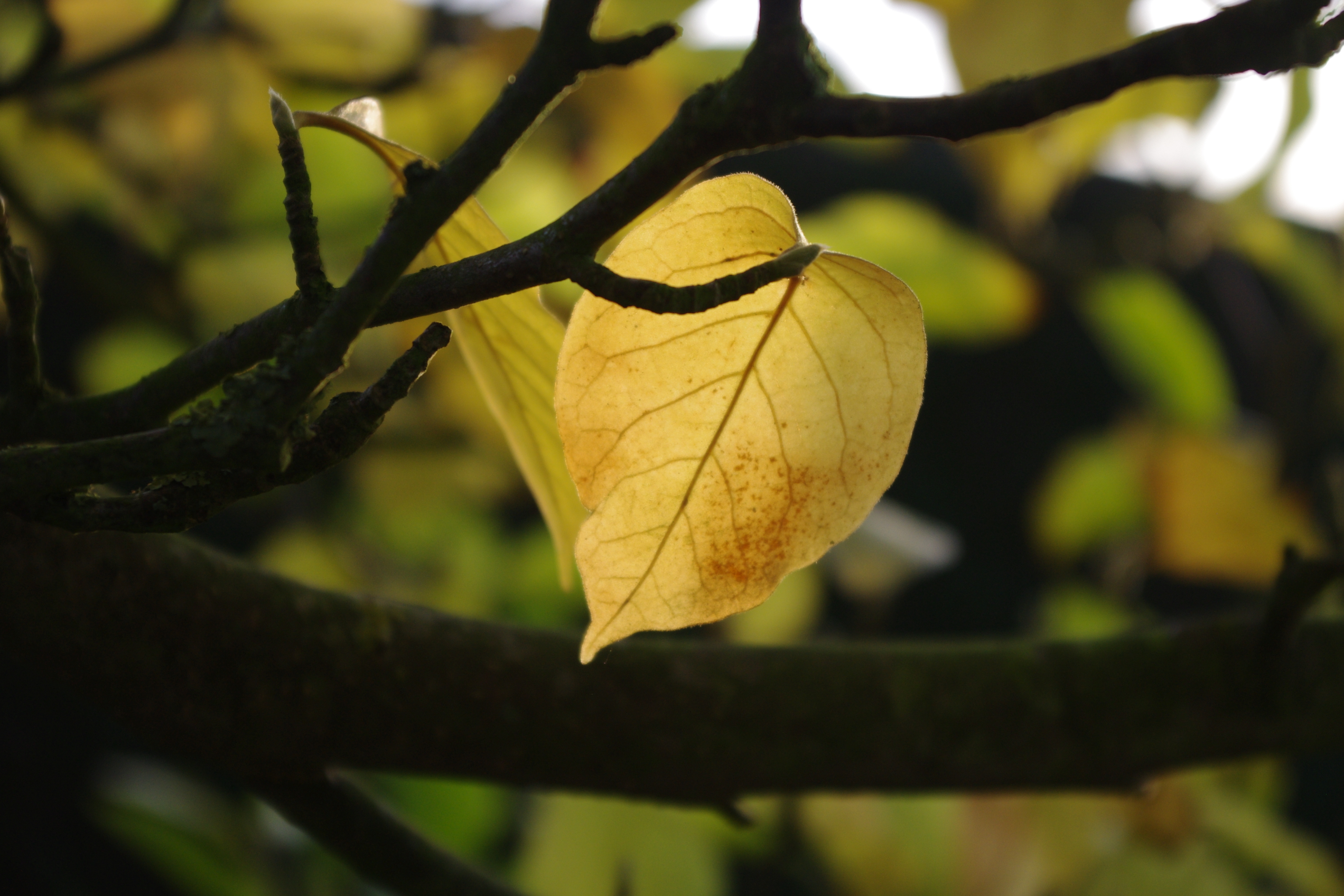 Fonds d'cran Nature Feuilles - Feuillages 