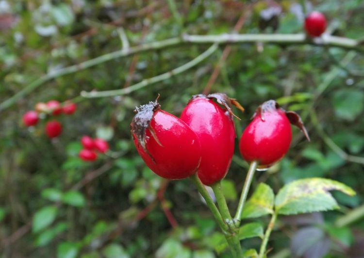 Wallpapers Nature Fruits baies rouges