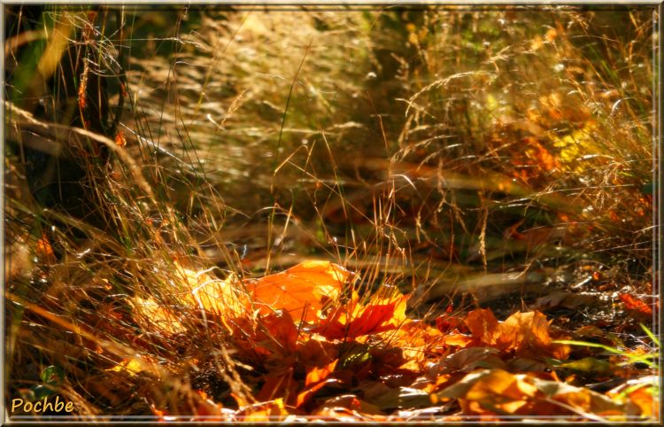 Wallpapers Nature Seasons - Fall Aux couleurs de saison