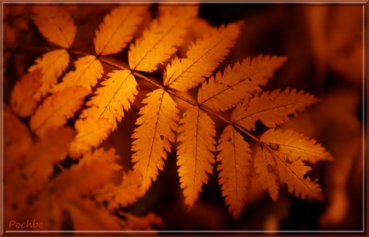 Fonds d'cran Nature Feuilles - Feuillages Aux couleurs de saison