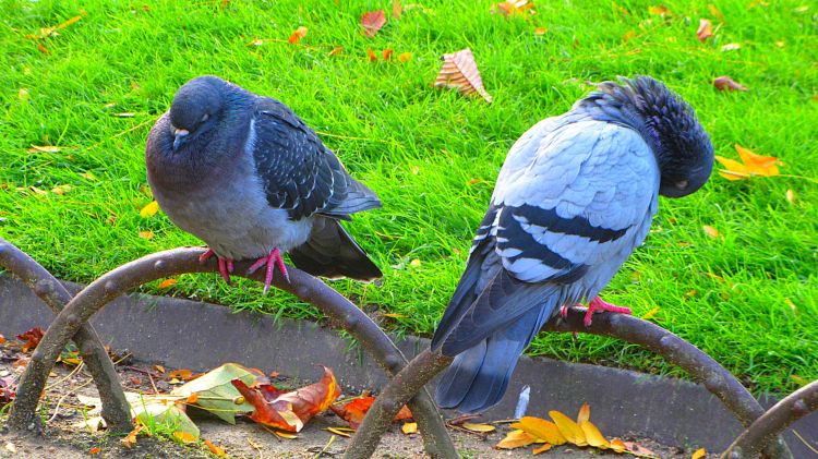 Fonds d'cran Animaux Oiseaux - Pigeons et Tourterelles Wallpaper N320461